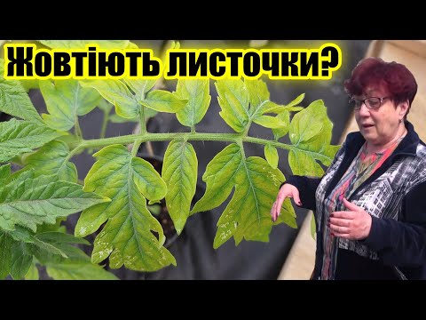 Видео: Чому можуть жовтіти листочки на розсаді?