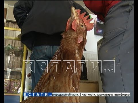 Видео: Дрессированная птица - курица выполняет команды и ходит в магазин