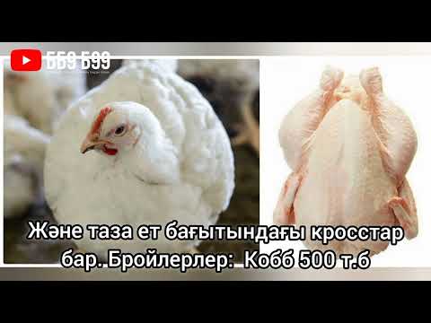 Видео: Тауықтың түрлері 🥚🐣🐤