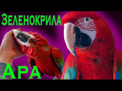 Видео: Зеленокрила Ара - история, особености, храна, заболявания и  отглеждане. Green-Winged Macaw