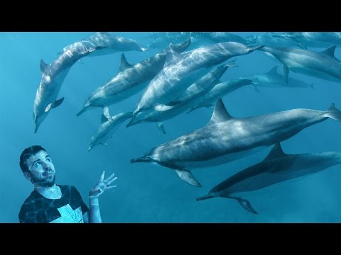 Видео: ЗАТУСИТЬ С ДЕЛЬФИНАМИ - ABZU #2