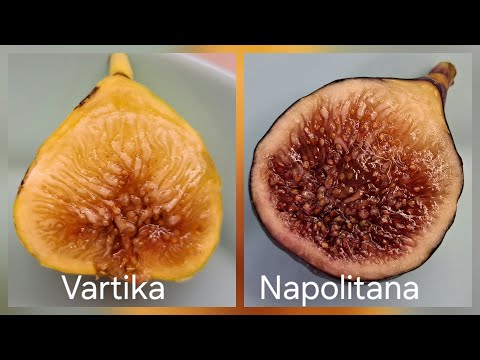 Видео: Инжир Napolitana, Vartika, Vasilika ( Королевский), Hardy Chicago, Malta Black, Jeg fig.
