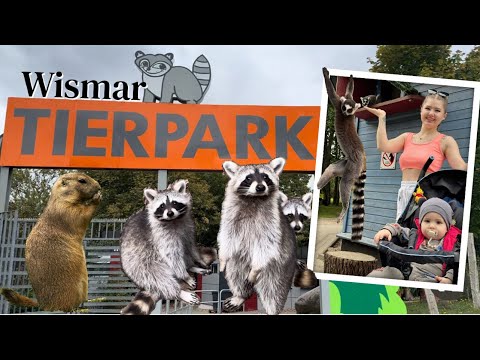Видео: Прогулка по зоопарку Висмар 🦝Семейный влог