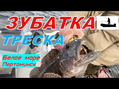 Видео: #ЗУБАТКА #ТРЕСКА НА БЕЛОМ МОРЕ У ПЕРТОМИНСКА   #Рыболов_Севера