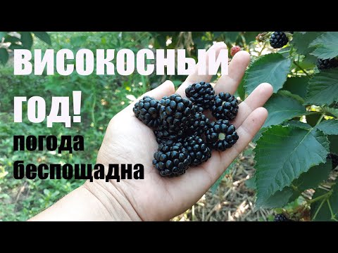 Видео: Ежевика Вошито. Очень сильно пострадал!