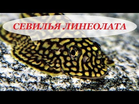 Видео: Псевдоскат Севилья Линеолата в аквариуме. Содержание, разведение, совместимость, уход