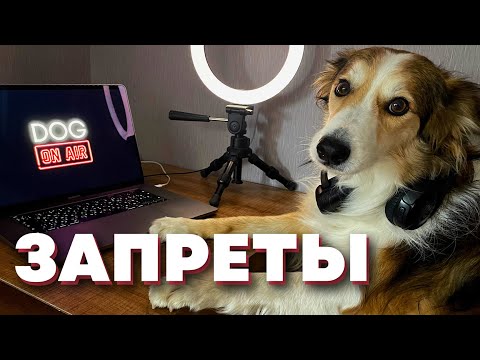Видео: Собака не слушает «нельзя» 🎙️ разбираем реальные ошибки
