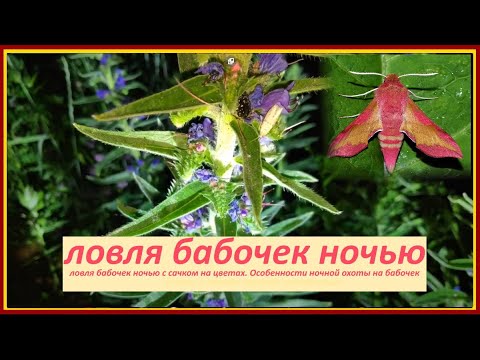 Видео: Особенности ловли бабочек ночью с сачком, где ловить и чем пользоваться