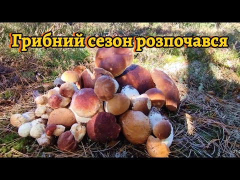 Видео: 21.09 Початок грибного сезону Перші боровики та білі гриби Грибний сезон розпочався #boletus #гриби