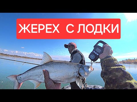 Видео: ЖЕРЕХ НА ИЛИ 2024 ОСЕННЯЯ РЫБАЛКА С ЛОДКИ НАШЛИ СТАЮ🎣🎣🎣КОРОТКАЯ ВЕРСИЯ