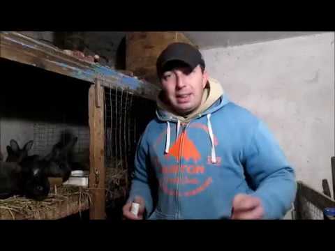 Видео: ПАСТЕРЕЛЛЕЗ Кроликов!  Симптомы болезни и способ лечения!