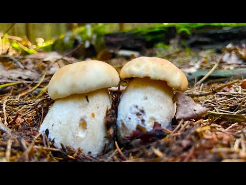 Видео: ПОРА В ЛЕС! БЕЛЫЕ ГРИБЫ ПОШЛИ ПОЛЯНАМИ В ЁЛКАХ! Грибы 2023