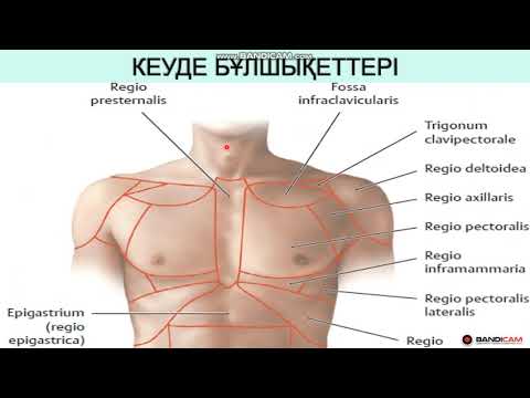 Видео: Беткей орналасқан кеуде бұлшықеттері. Тұлға бұлшықеттері.