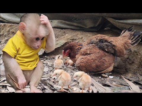 Видео: Бубу обнаруживает стаю только что вылупившихся птенцов.