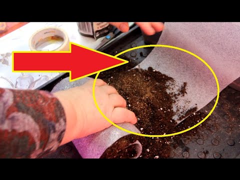 Видео: НЕ СЕЙТЕ БАКЛАЖАНЫ ПОКА НЕ ПОСМОТРИТЕ ЭТО ВИДЕО! БАКЛАЖАНЫ НА РАССАДУ