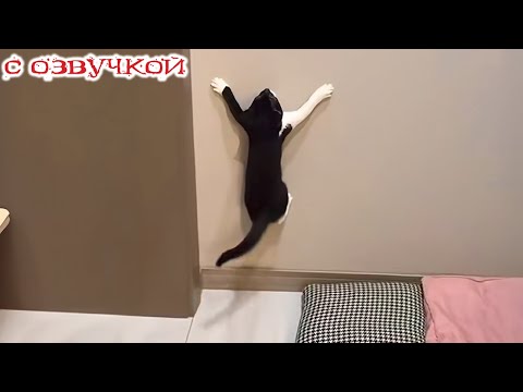 Видео: Приколы с котами! - СМЕШНЫЕ КОТЫ И КОШКИ! С ОЗВУЧКОЙ! Смешные видео с животными!