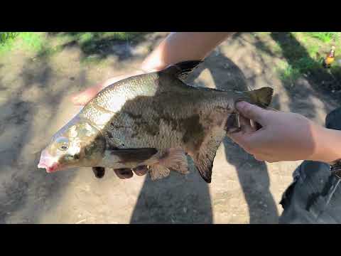 Видео: Лещ на Реке Волга. Осенняя рыбалка. День 1