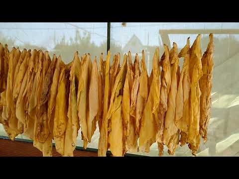 Видео: Выборочная ломка и выжелчивание табака. ENG SUB