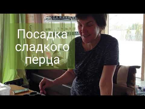 Видео: Рассада перца - просто. Без замачивания в кокосовый субстрат.