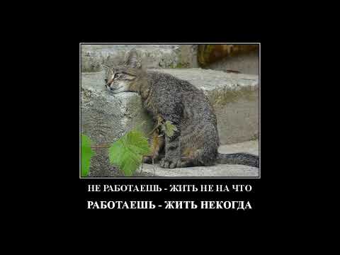 Видео: Веселые картинки. Прикольные кошки картинки. Коты приколисты.