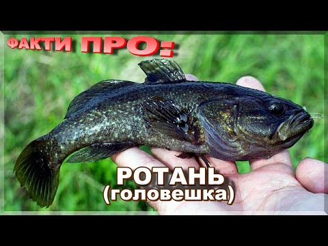 Видео: РОТАНЬ головешка | ЦІКАВІ ФАКТИ ПРО РОТАНЯ!  Де живе і як ловити?