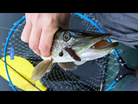 Видео: Гарний окунь та щука в листопаді на силікон