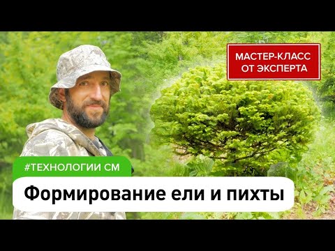 Видео: Ель в ландшафтном дизайне: стрижка в миниатюрную, шар, живую изгородь и др. Формирование пихты