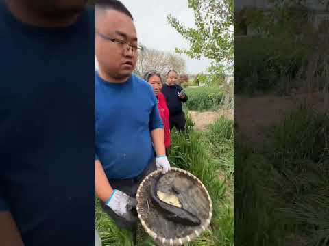 Видео: JCB Fish 🐠🐟 Ловля рыбы в реке