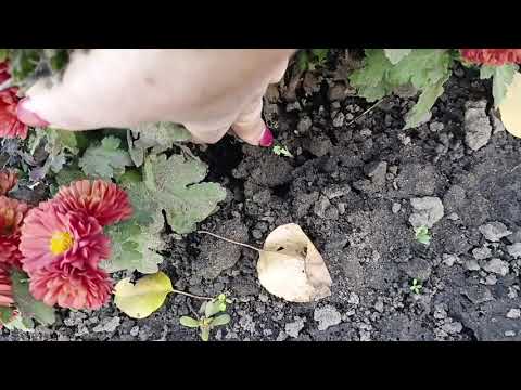 Видео: Вирощування хризантем. Висаджую грунтопокривні ялівці.