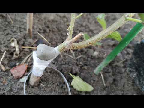 Видео: Прививка Пакистанской Шелковицы // Grafting of a white Pakistani mulberry (Saharanpur)