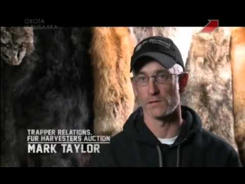 Видео: Охотники за пушниной 8