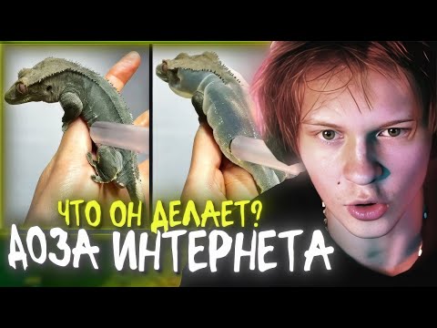 Видео: РЕАКЦИЯ ДИПИНСА: Доза Интернета | Они раздули Ящерицу до предела