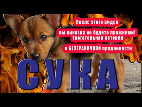 Видео: После этого видео вы никогда не будете прежними! Трогательная история о БЕЗГРАНИЧНОЙ преданности.