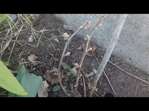 Видео: Обломка почек на однолетнем кусту, и дальнейшая  формировка горизонтального кордона