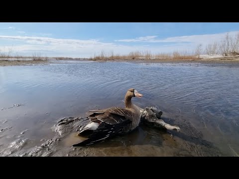 Видео: Гусь-птеродактиль / Охота на гуся весна 2022 / часть 4