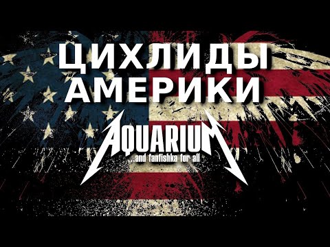 Видео: Американские цихлиды ТОП 30+