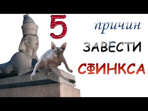 Видео: 5 ПРИЧИН ЗАВЕСТИ СФИНКСА