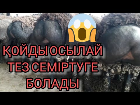 Видео: ҚОЙДЫ ОСЫЛАЙ ТЕЗ СЕМІРТУГЕ БОЛАДЫ