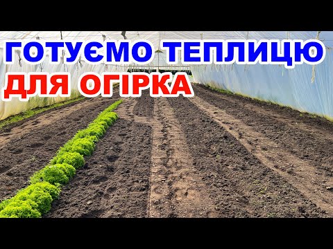 Видео: Як садити огірки в теплиці ? Вирощування огірків