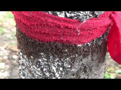 Видео: Как побороть садовых муравьев без химии и насилия. Такого вы еще не видели. Супер метод