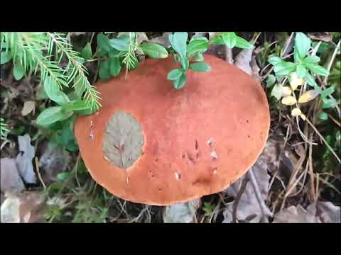 Видео: Грибной рай