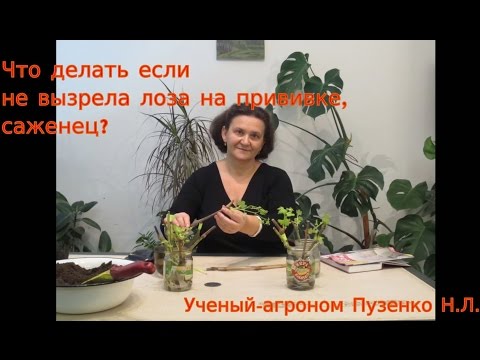 Видео: Что делать если лоза на прививке не вызрела? (лоза с участка где не применялась химия)