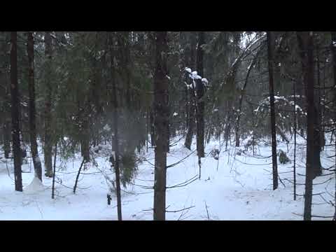 Видео: Охота на зайца и лису с Эстонской гончей 24.12.22.