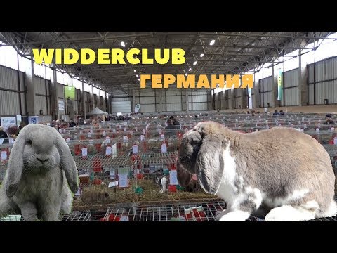 Видео: Обзор выставки кроликов породы Баран в Германии