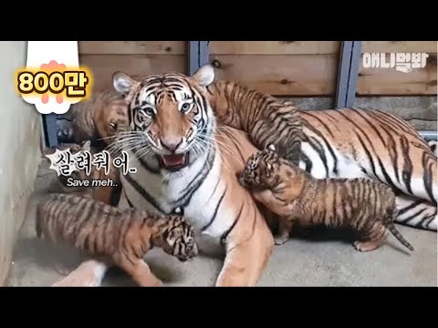 Видео: Это хит .. Рождение пятерых корейских тигров
