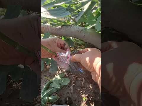 Видео: ИНЖИР.ВОЗДУШНЫЕ ОТВОДКИ