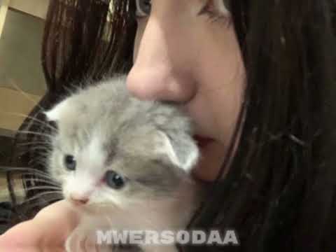 Видео: TARAS - тебя нежно грубо || speed up ||