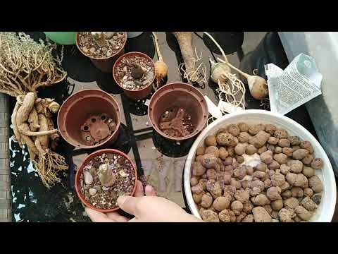 Видео: Уход и посадка каудексных растений