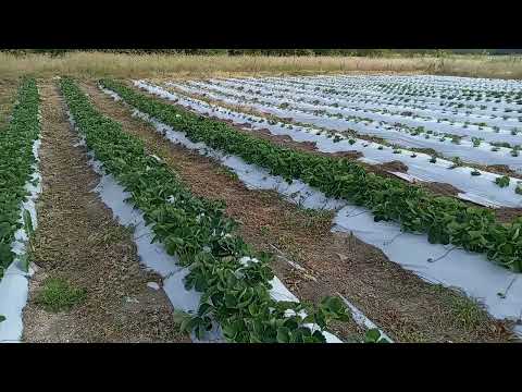 Видео: Борьба с вредителями на клубнике