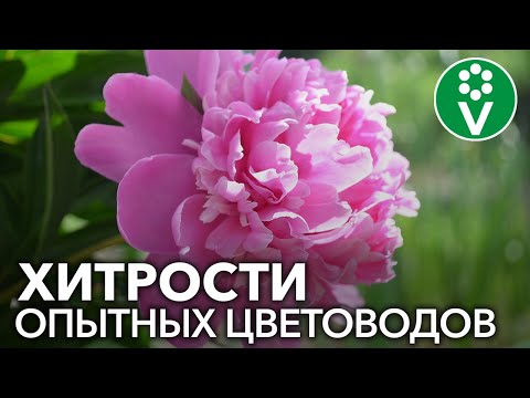 Видео: ПИОНЫ БУДУТ ЦВЕСТИ КАК НИКОГДА, если вы пересадите и поделите их так!